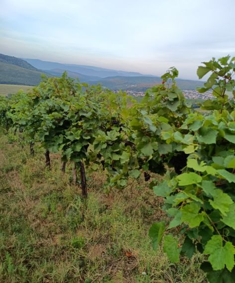 Eladó mezőgazdasági Szendehely 